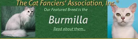 A green banner with the words " breeders association " and " burmilla ".