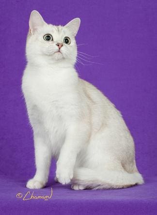 A white cat sitting on top of purple background.