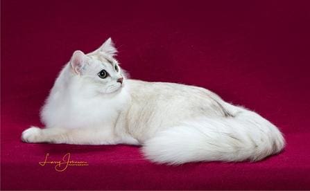 A white cat is laying on the red couch