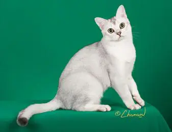 A white cat sitting on top of a green chair.