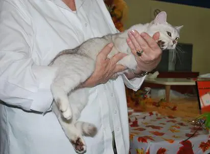 A person holding a cat in their arms.