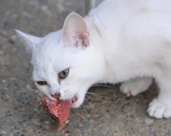 A white cat eating something on the ground.