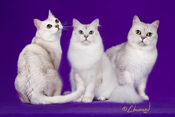 Three cats sitting on a purple background
