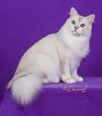 A cat sitting on top of purple cloth.