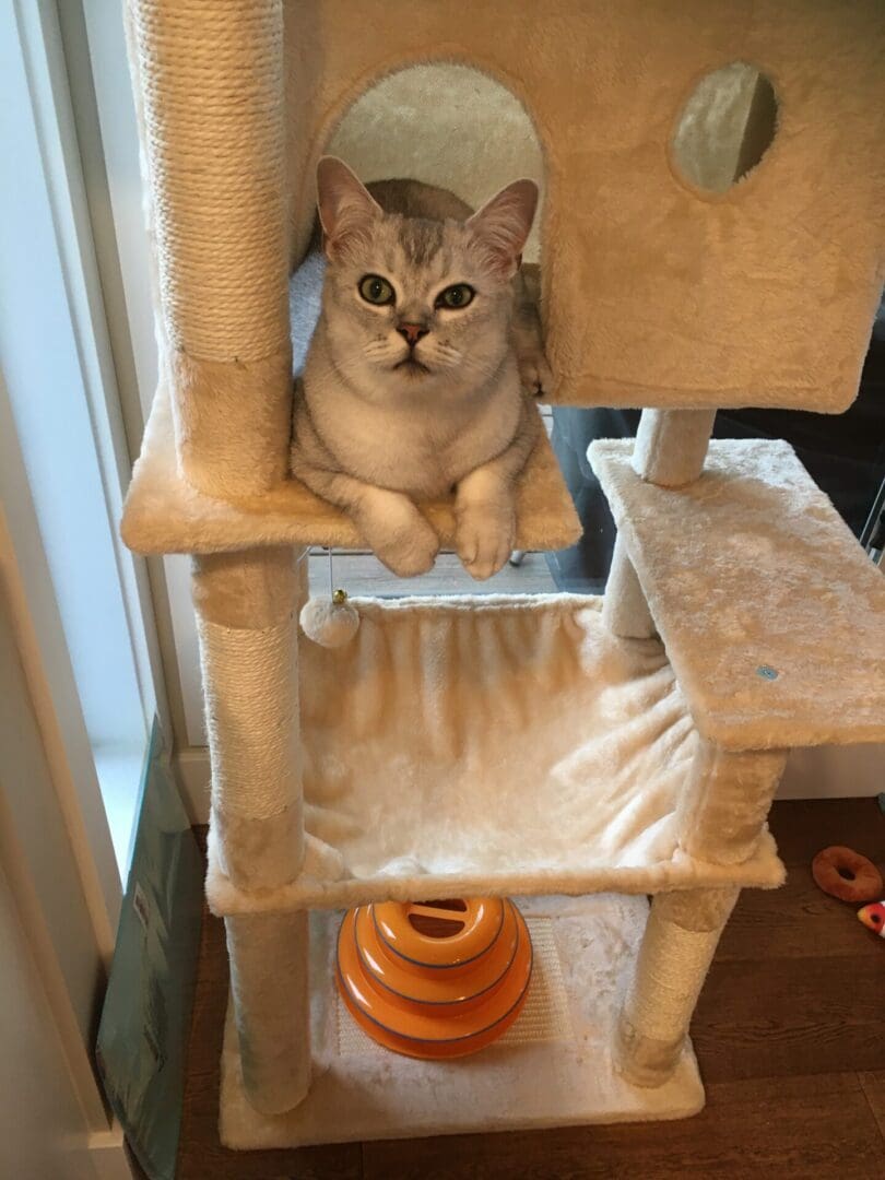 A cat sitting on top of a cat tree.