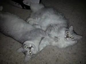 Two cats laying on the floor together.