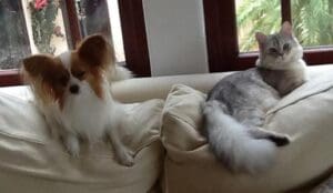A dog and cat sitting on the couch together.