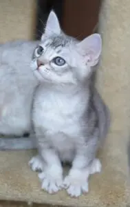 A gray and white kitten with blue eyes.