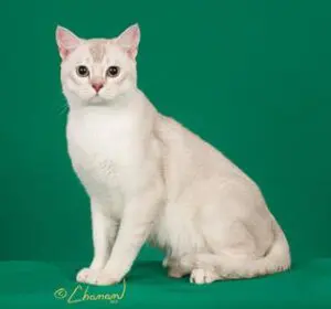 A white cat sitting on top of a green background.