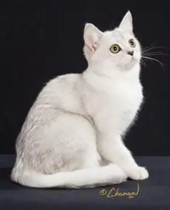 A white cat sitting on top of a table.