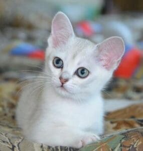 A white kitten with blue eyes sitting on the ground.
