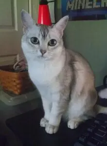 A cat sitting on the floor with its head in a hat.