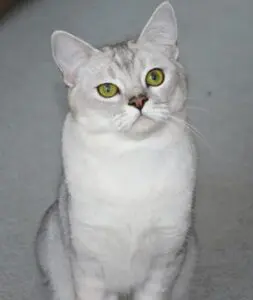 A white cat sitting on the ground looking at the camera.