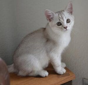 A white cat sitting on top of a wooden table.