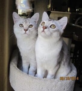 Two white cats sitting in a cat bed.