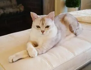 A cat laying on top of a white couch.