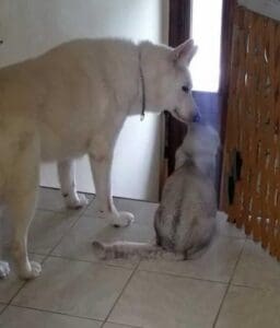 A dog and cat are standing in front of the door.