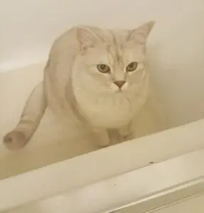 A cat sitting in the bathtub looking at the camera.
