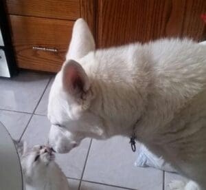 A white cat and dog are looking at each other.