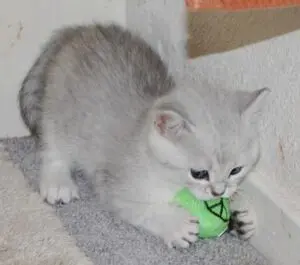 A kitten playing with a toy on the floor.