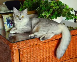 A cat sitting on top of a wicker basket.