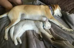 A dog and cat sleeping on the bed