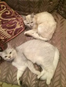 Two cats laying on a bed next to each other.