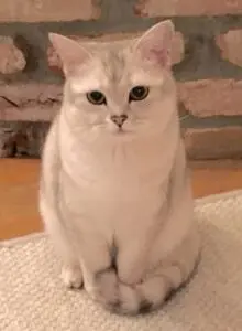 A white cat sitting on top of the floor.