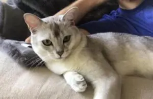 A cat laying on the couch with its owner.