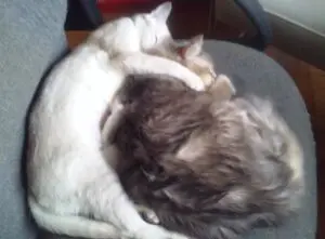 Two cats are sleeping on a chair.