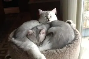 Two cats sleeping on a cat bed