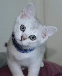 A white kitten with blue eyes wearing a collar.