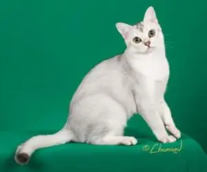 A white cat sitting on top of a green chair.