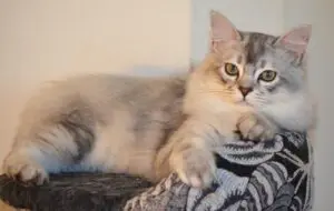 A cat laying on top of a blanket.
