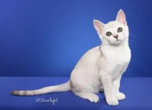 A white cat sitting on top of a blue table.