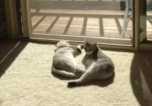 Two cats are laying on the floor near a sliding glass door.