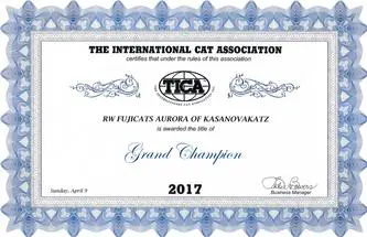 A certificate of excellence for the international cat association.