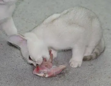 A cat is eating something on the floor