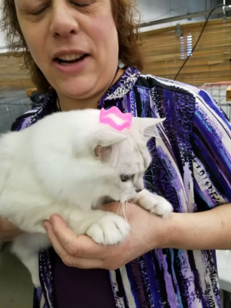 A woman holding a white cat with pink tag on it's head.