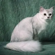 A white cat sitting on top of a green blanket.