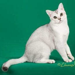 A white cat sitting on top of a green wall.