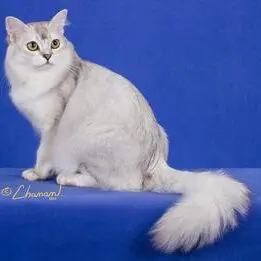 A white cat sitting on top of a blue surface.