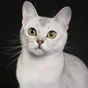 A white cat with green eyes sitting on top of a black surface.