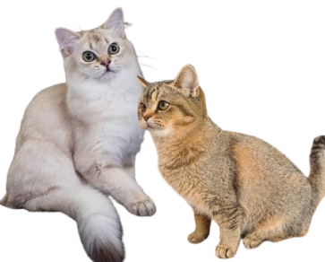 Two cats sitting next to each other on a green background