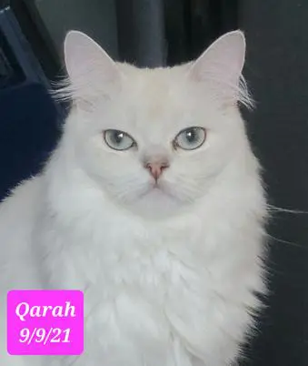 A white cat with blue eyes sitting on top of a table.