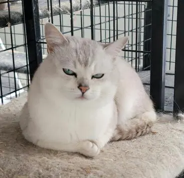 A white cat sitting on top of a bed.