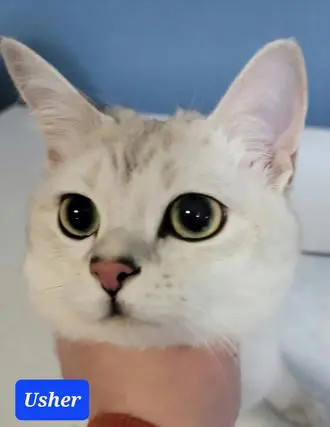 A white cat with green eyes and pink collar.
