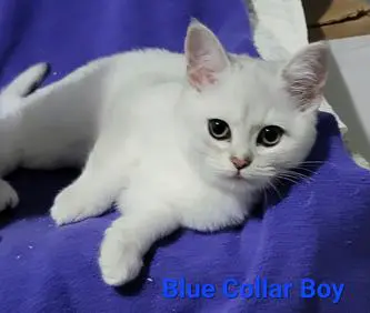 A white cat laying on top of a blue blanket.